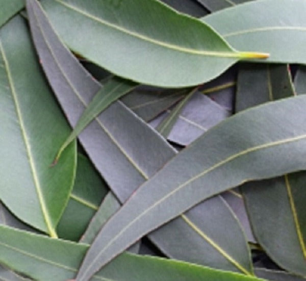 Eucalyptus Leaf Dried (1 oz)