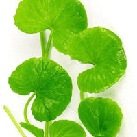 Gotu Kola Leaf (1oz.)