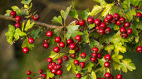 Hawthorn Berry (1 oz)