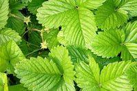 Strawberry Leaves (1 oz.)