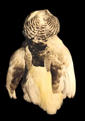 Golden Pheasant Body Feathers