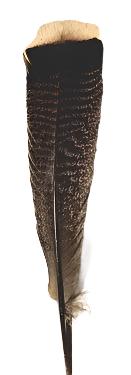 One Wild Turkey Wing Feather 12"-15"