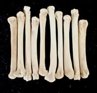 2"- 3" Coyote Foot Bones - 4 Pack