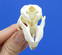 Muskrat Skulls