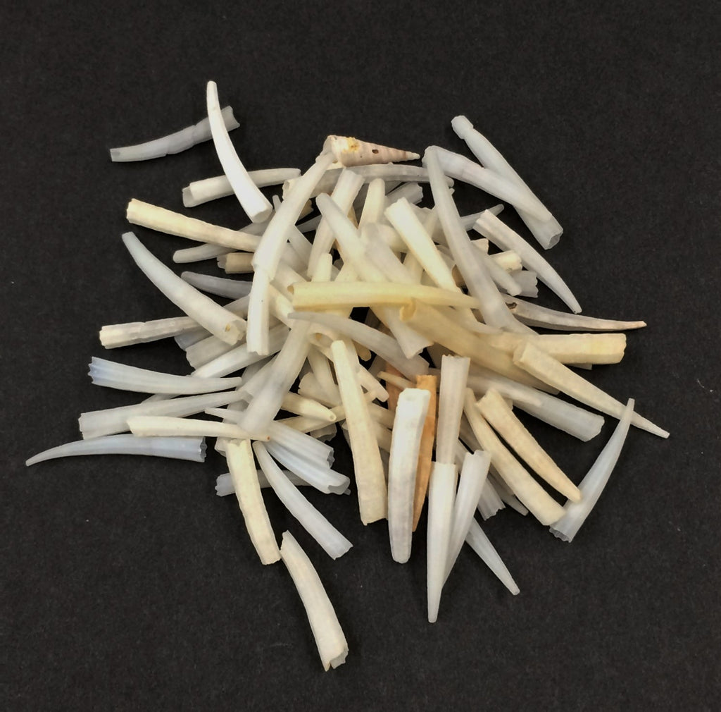 Dark Dentalium 1/2-1" Kilo