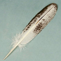 Feather