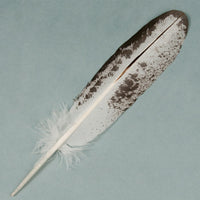 Bald Eagle Tail Replica 12"