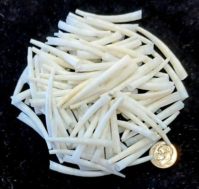 Dentalium shell 1-2" 100 pc Bag