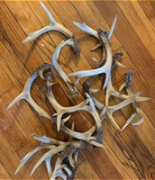 Deer Antler #1 (1.15-1.19)