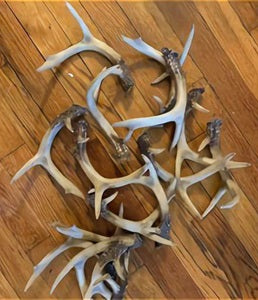 Deer Antler Wt #1  (85-.89)