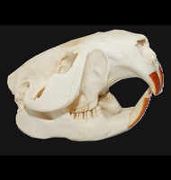 Beaver Skulls