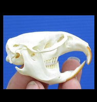 Muskrat Skulls