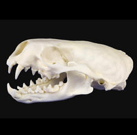 Otter Skulls #1