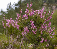 Heather Flowers (1 oz)