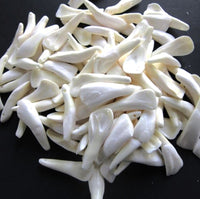 Buffalo Teeth - Drilled, White