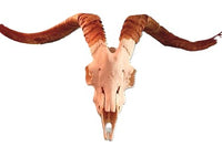 Goat Skull with Horn 32"Wx 16"L