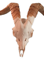 Goat Skull with Horn 32"Wx 16"L