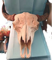 MJ0903 Buffalo Skull W/Horns-