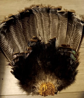 Wild Turkey Tail Feathers