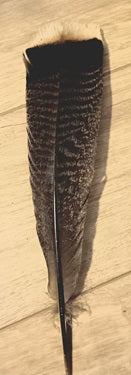 One Wild Turkey Wing Feather 12"-15"