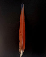 20"- 22" Scarlet McCaw Feathers