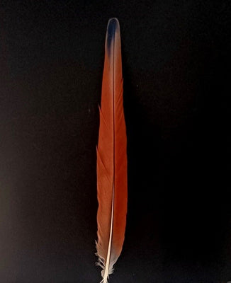 20"- 22" Scarlet McCaw Feathers