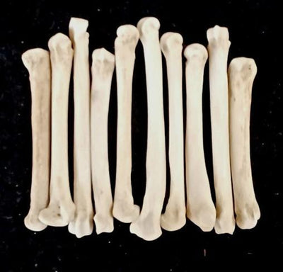 2"- 3" Coyote Foot Bones - 4 Pack