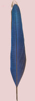 8"-10" Blue Gold Macaw Feathers