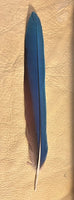 12"-14" Scarlet Macaw Feathers