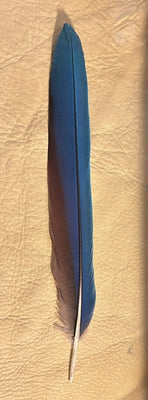 12"-14" Scarlet Macaw Feathers