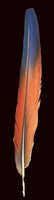 14"-17" Scarlet McCaw Feather