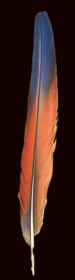 14"-17" Scarlet Macaw Feathers