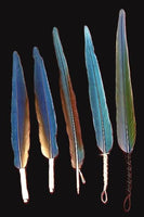 5pc. Mixed Blue McCaw Feathers AS-IS-