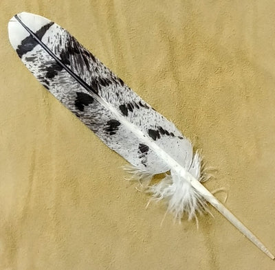 Goshawk Tail Feather Replica 9"