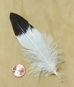 Replica Eagle Body Feather 5"