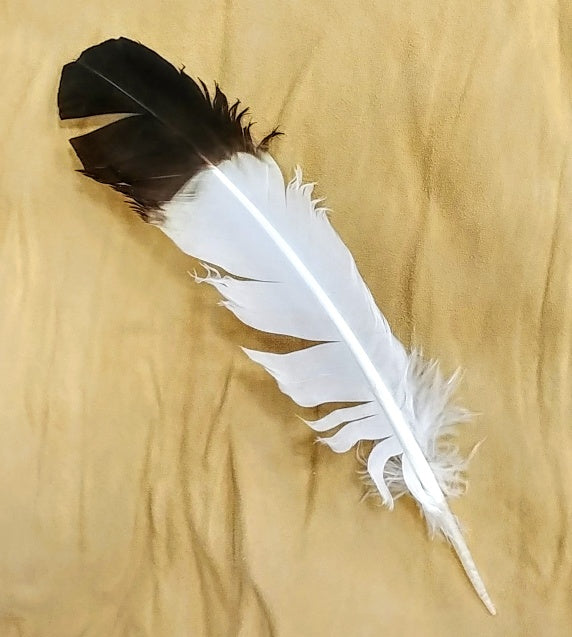 Replica Eagle Wing Feather 10"- 14"