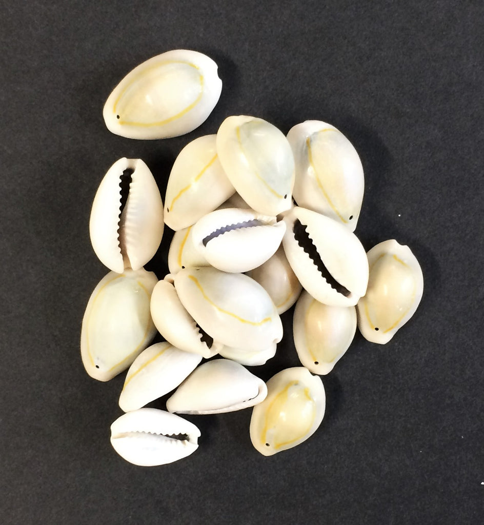 Ringtop Cowrie shell drilled .5-1" - 20 pack
