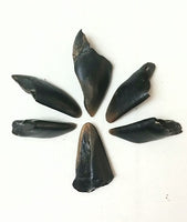 Deer Toes Black