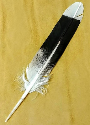 Harris Hawk Replica 8.5"- 9"