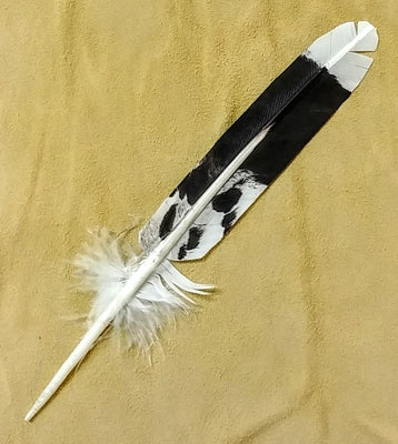 Harris Hawk Tail Feather Replica 8"