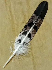 Replica Coopers Hawk Wing Feather 8"