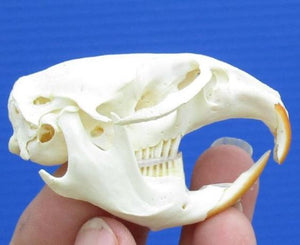Muskrat Skulls