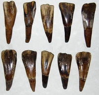 Buffalo Teeth - Drilled, Antiqued