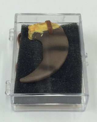 Bear Claw Pendant in Plastic Case
