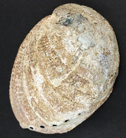 Large Abalone Rough Shell