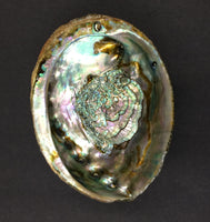 Large Abalone Rough Shell