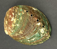 Medium Abalone Shell 5" - 6"
