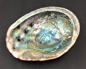 3XL Red Rough Abalone Shell, 7" - 9"