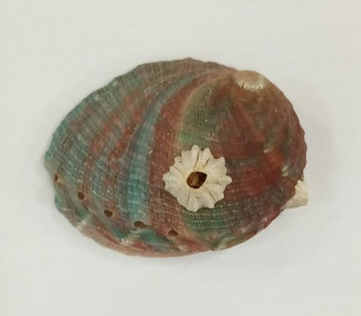 3" Special Small Chino Abalone
