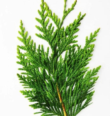Arbor Vitae (Dried 1 Oz.)